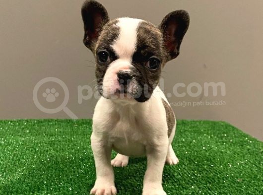 Sevimli French Bulldog Dişi Yavrumuz görsel