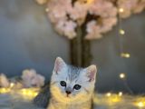 Show Class Bri̇ti̇sh Shorthai̇r Si̇lver Tabby