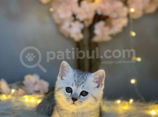 Show Class Bri̇ti̇sh Shorthai̇r Si̇lver Tabby görsel