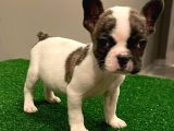 Sevimli French Bulldog Dişi Yavrumuz