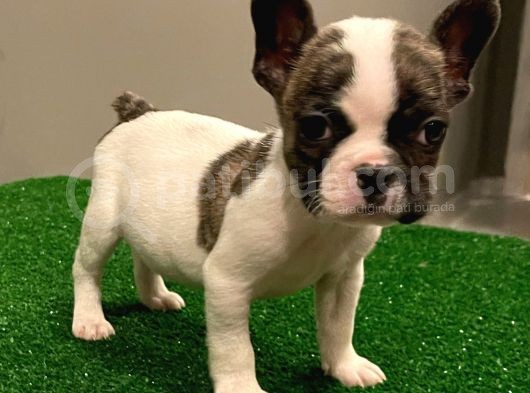 Sevimli French Bulldog Dişi Yavrumuz görsel