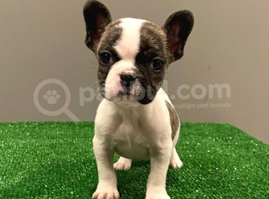 Sevimli French Bulldog Dişi Yavrumuz görsel