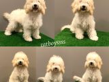 7 Aylık Dişi Apricot Poodle Yavrumuz