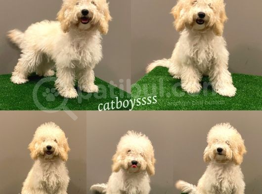 7 Aylık Dişi Apricot Poodle Yavrumuz