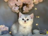 Muhteşem Güzelli̇kte Bri̇ti̇sh Shorthai̇r Si̇lver Tabby
