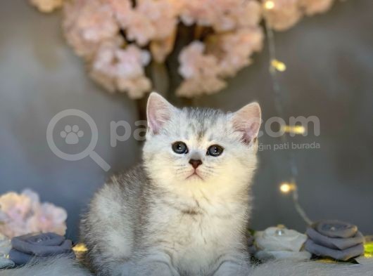 Muhteşem Güzelli̇kte Bri̇ti̇sh Shorthai̇r Si̇lver Tabby görsel