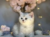 Muhteşem Güzelli̇kte Bri̇ti̇sh Shorthai̇r Si̇lver Tabby