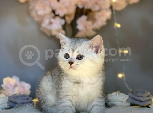 Muhteşem Güzelli̇kte Bri̇ti̇sh Shorthai̇r Si̇lver Tabby görsel