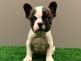 Sevimli French Bulldog Dişi Yavrumuz