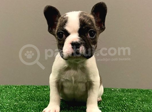 Sevimli French Bulldog Dişi Yavrumuz görsel