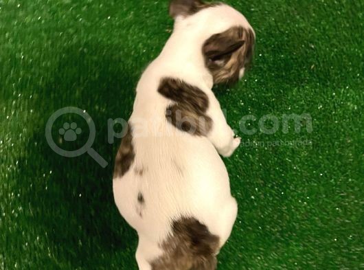 Sevimli French Bulldog Dişi Yavrumuz görsel