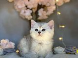 Muhteşem Güzelli̇kte Bri̇ti̇sh Shorthai̇r Si̇lver Tabby