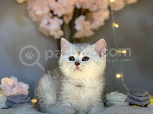 Muhteşem Güzelli̇kte Bri̇ti̇sh Shorthai̇r Si̇lver Tabby