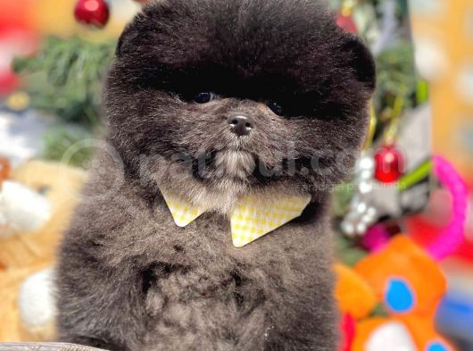 Safkan Teddy Surat Pomeranian Boo Yavrularımız görsel