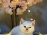 Ocean Blue Eyes Bri̇ti̇sh Shorthai̇r Si̇lver Shaded
