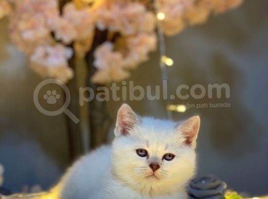 Ocean Blue Eyes Bri̇ti̇sh Shorthai̇r Si̇lver Shaded görsel