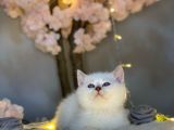 Ocean Blue Eyes Bri̇ti̇sh Shorthai̇r Si̇lver Shaded