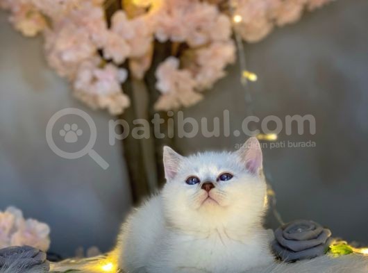 Ocean Blue Eyes Bri̇ti̇sh Shorthai̇r Si̇lver Shaded görsel