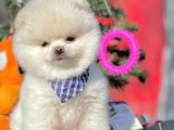 Safkan Teddy Surat Pomeranian Boo Yavrularımız