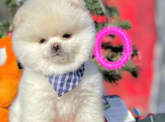 Safkan Teddy Surat Pomeranian Boo Yavrularımız