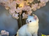 Ocean Blue Eyes Bri̇ti̇sh Shorthai̇r Si̇lver Shaded