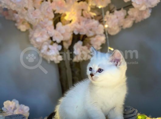 Ocean Blue Eyes Bri̇ti̇sh Shorthai̇r Si̇lver Shaded