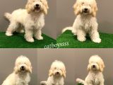 7 Aylık Dişi Apricot Poodle Yavrumuz