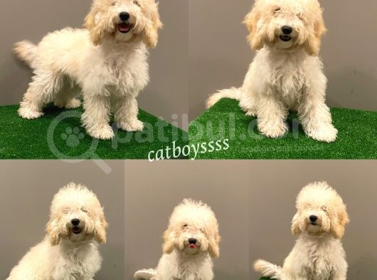 7 Aylık Dişi Apricot Poodle Yavrumuz görsel
