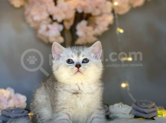 Muhteşem Güzelli̇kte Bri̇ti̇sh Shorthai̇r Si̇lver Tabby görsel
