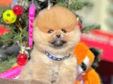 Safkan Teddy Surat Pomeranian Boo Yavrularımız