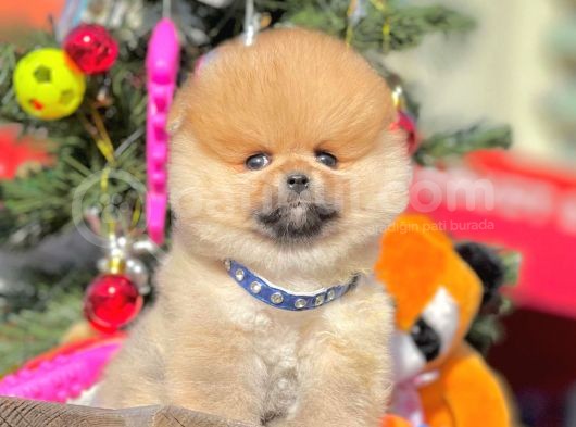 Safkan Teddy Surat Pomeranian Boo Yavrularımız görsel