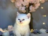 Blue Eyes Bri̇ti̇sh Shorthai̇r Si̇lver Shaded