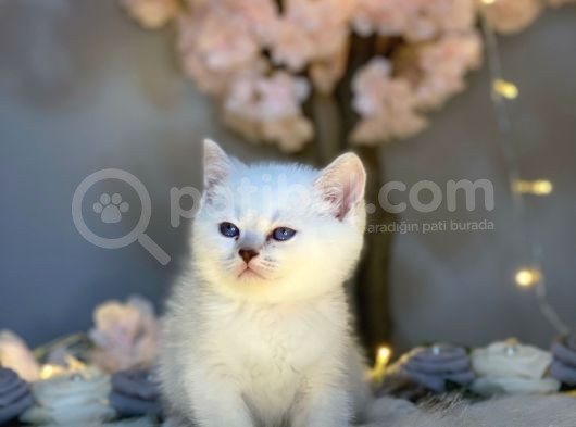 Blue Eyes Bri̇ti̇sh Shorthai̇r Si̇lver Shaded görsel