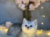 Show Class Bri̇ti̇sh Shorthai̇r Si̇lver Tabby