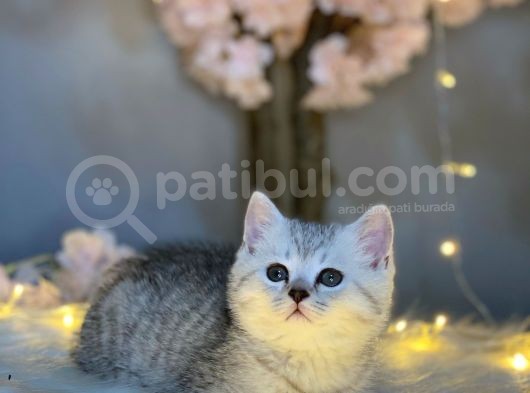 Show Class Bri̇ti̇sh Shorthai̇r Si̇lver Tabby görsel