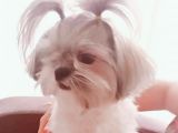 Secereli Shihtzu Dişiler