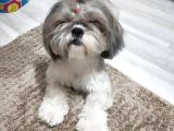 Secereli Shihtzu Dişiler