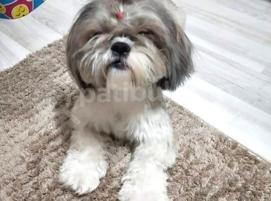 Secereli Shihtzu Dişiler görsel