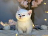 Blue Eyes Bri̇ti̇sh Shorthai̇r Si̇lver Shaded