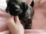 Secereli Shihtzu Dişiler