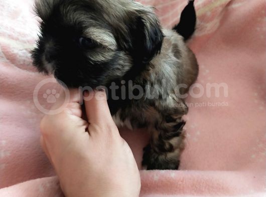 Secereli Shihtzu Dişiler görsel