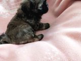 Secereli Shihtzu Dişiler