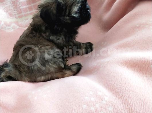 Secereli Shihtzu Dişiler görsel