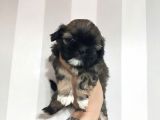 Secereli Shihtzu Dişiler