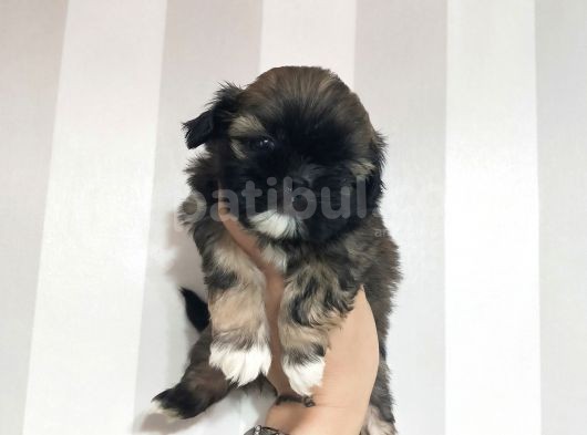 Secereli Shihtzu Dişiler görsel