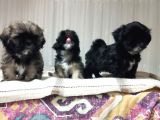 Secereli Shihtzu Dişiler