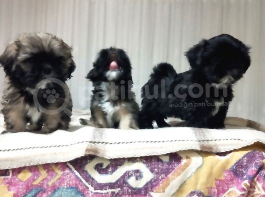 Secereli Shihtzu Dişiler