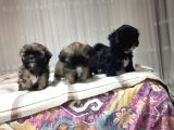 Secereli Shihtzu Dişiler