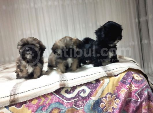 Secereli Shihtzu Dişiler görsel