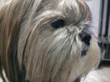 Secereli Shihtzu Dişiler